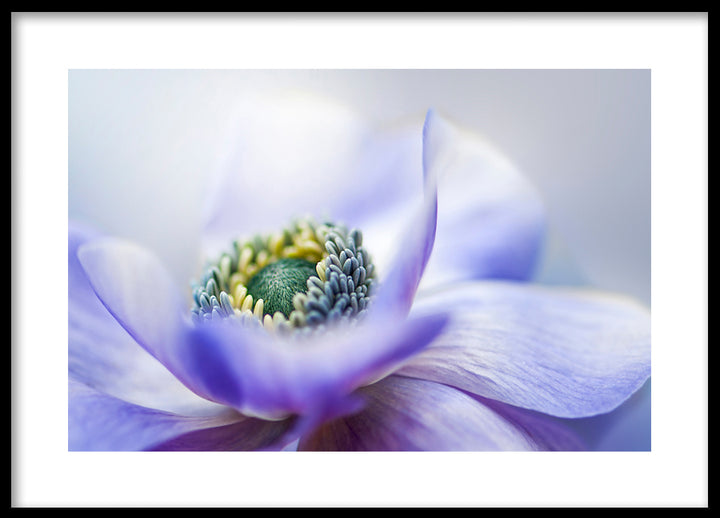 Poster - Lilac