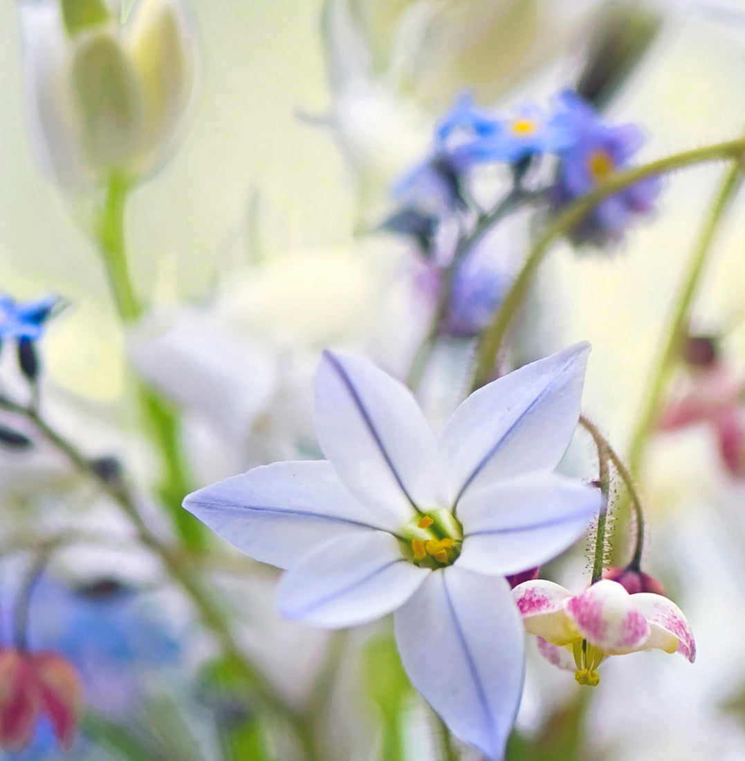 Tavla - Wild flowers