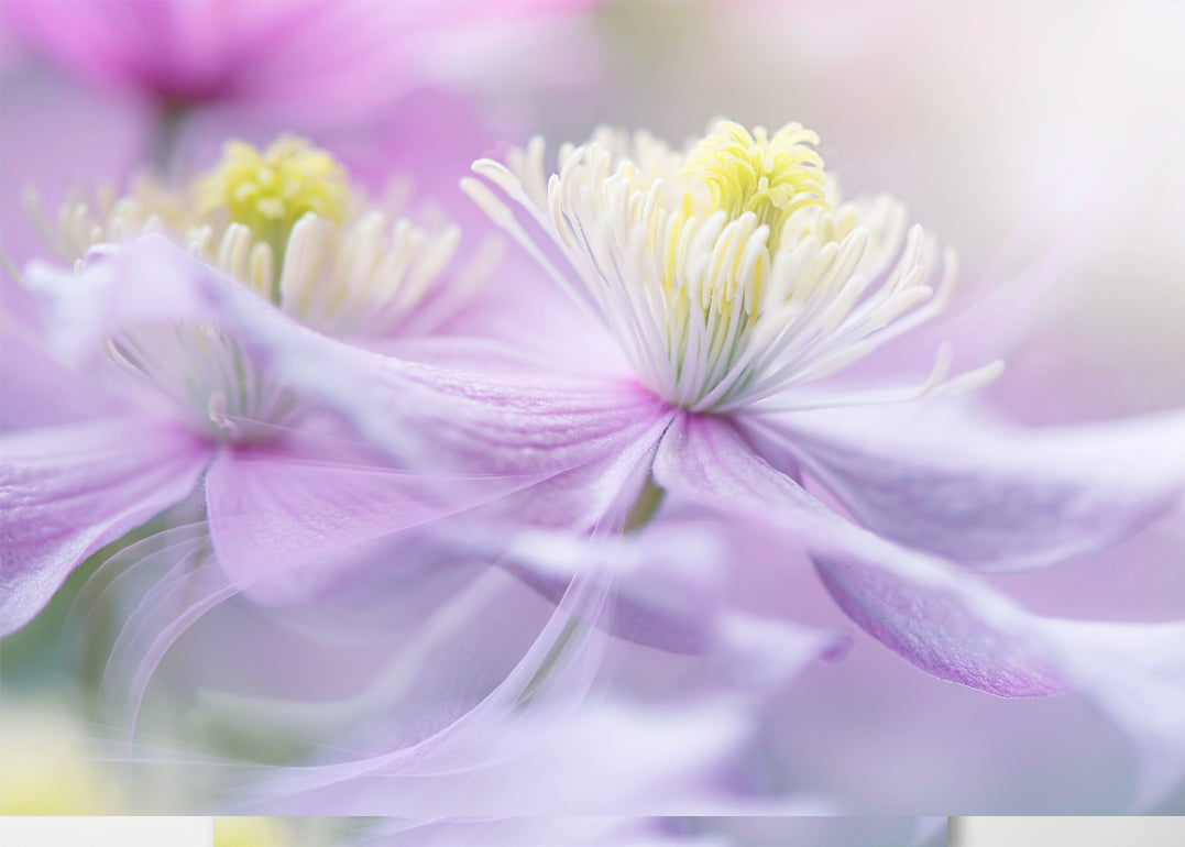 Canvastavla - Posy