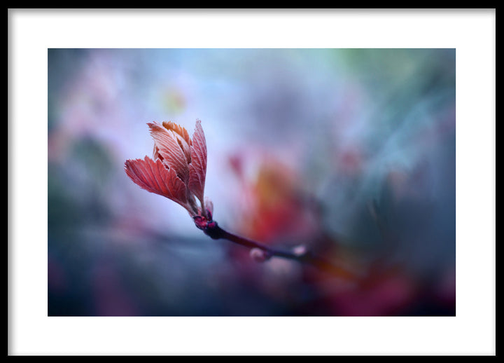 Poster - Prunus