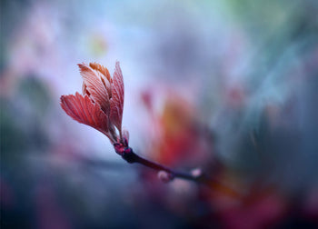 Poster - Prunus