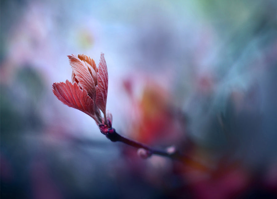 Poster - Prunus