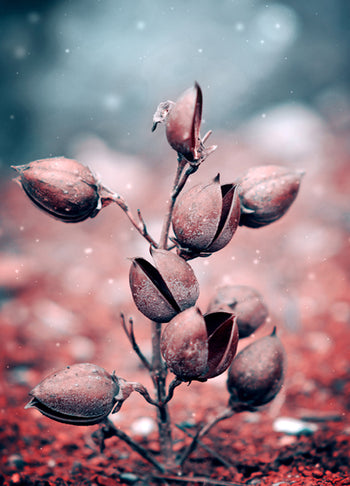 Poster - Harebell