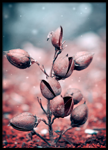 Poster - Harebell