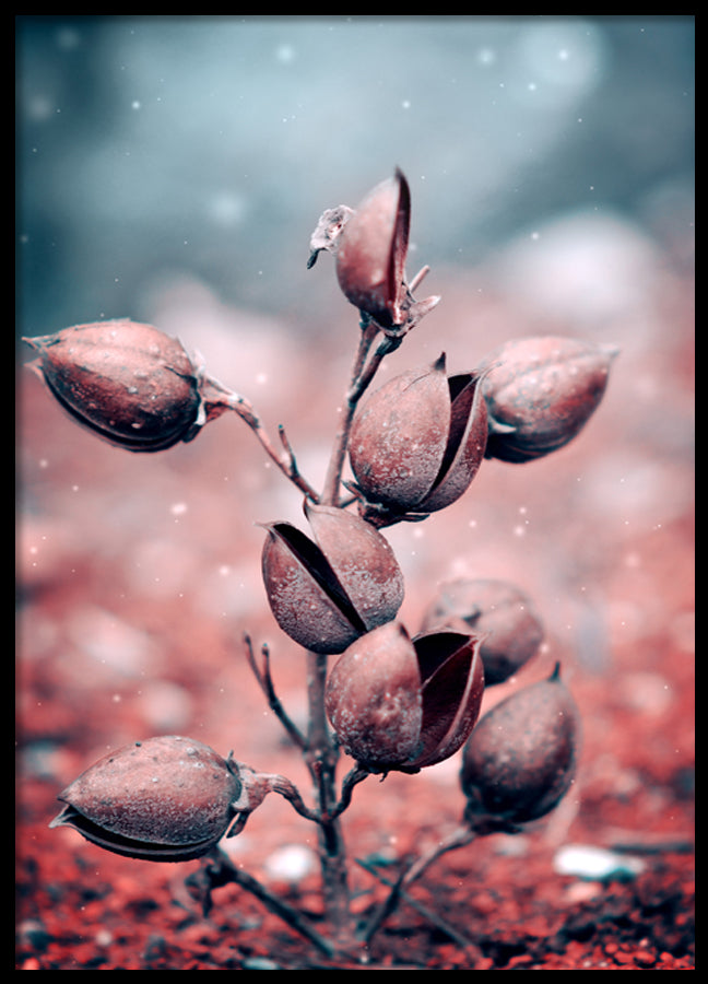 Poster - Harebell