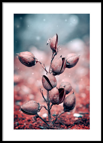 Poster - Harebell