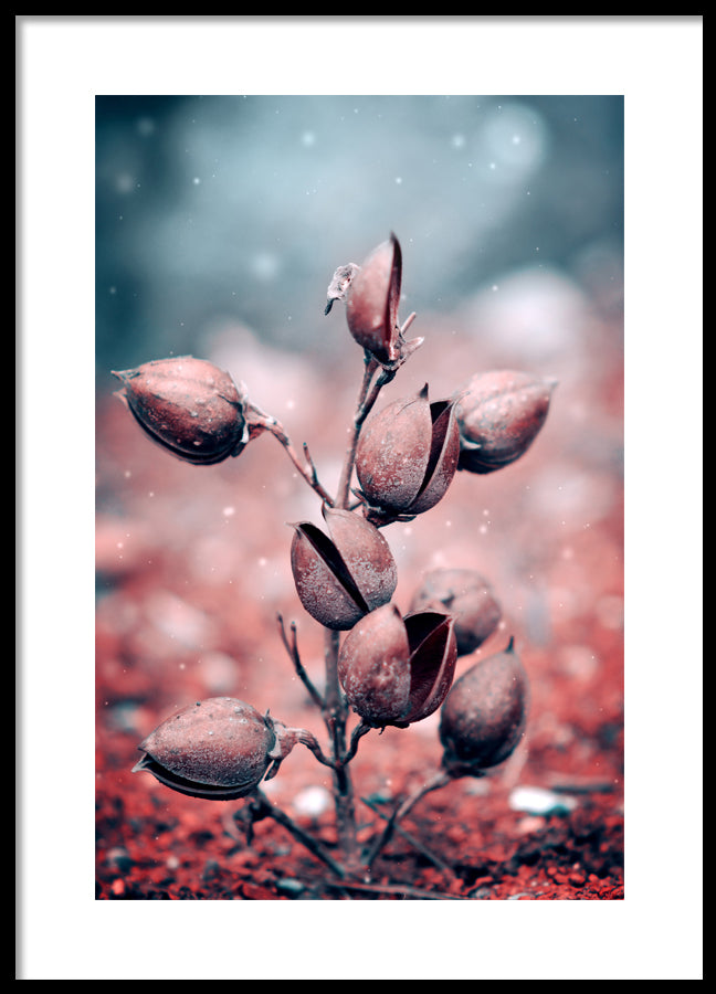 Poster - Harebell