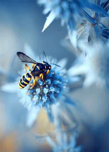 Poster - Honeybee