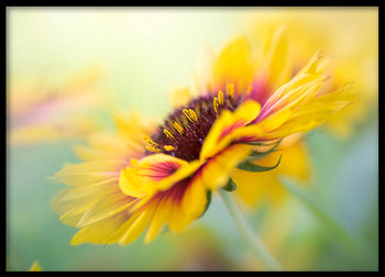 Poster - Yellow blooms