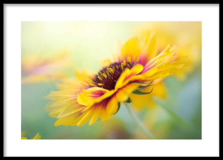Poster - Yellow blooms
