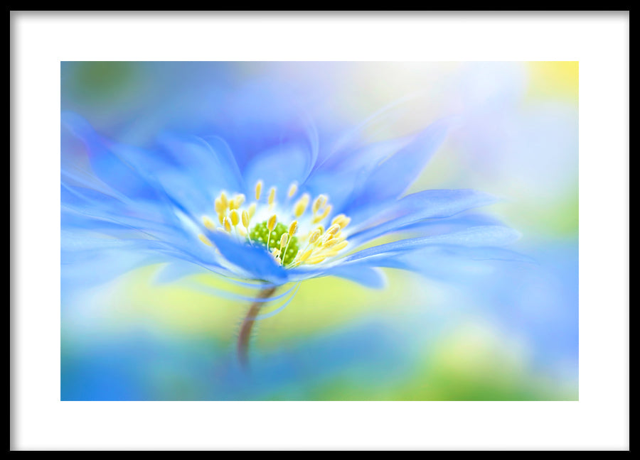 Poster - Indigo flower