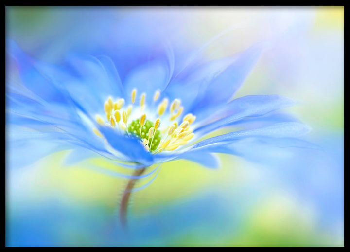 Poster - Indigo flower