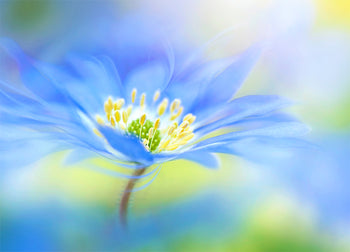 Poster - Indigo flower