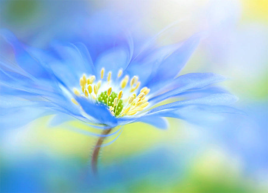 Poster - Indigo flower