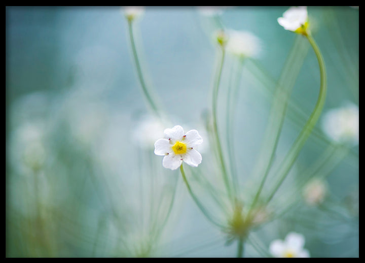 Poster - Oxeye