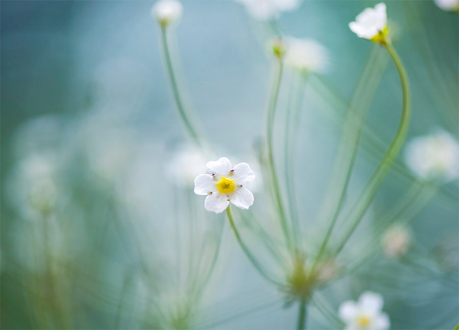 Poster - Oxeye