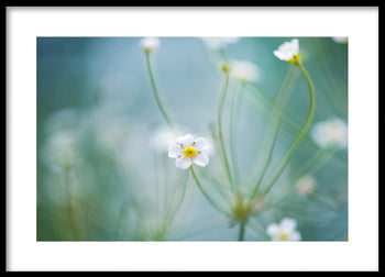 Poster - Oxeye