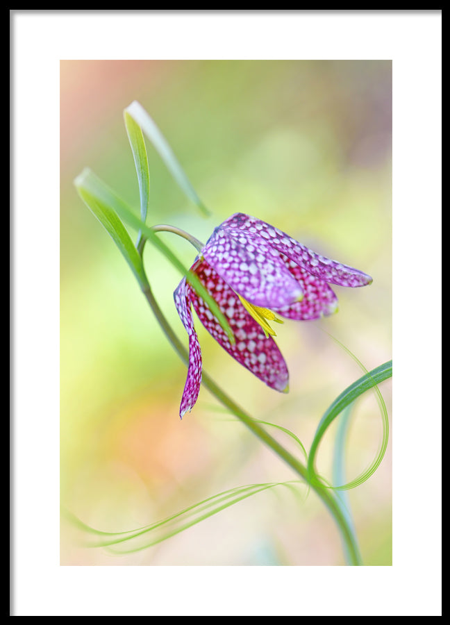 Poster - Colored tulip