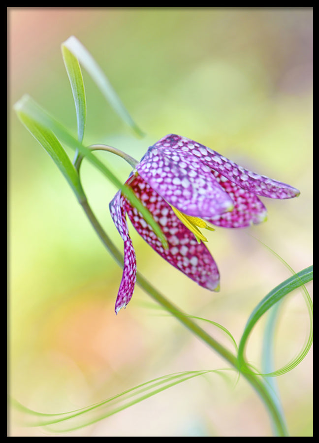 Poster - Colored tulip