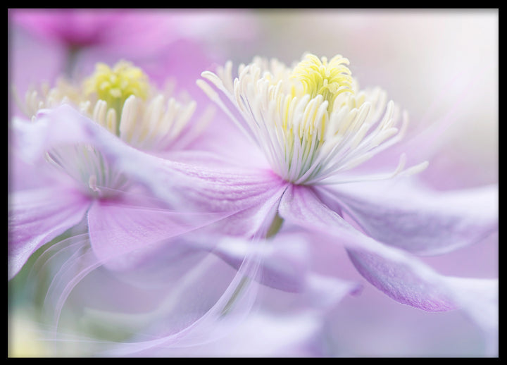 Poster - Posy