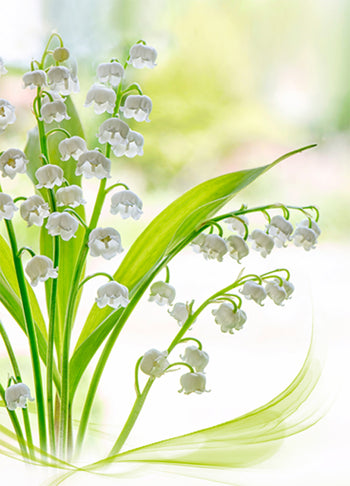 Poster - Lily of the valley