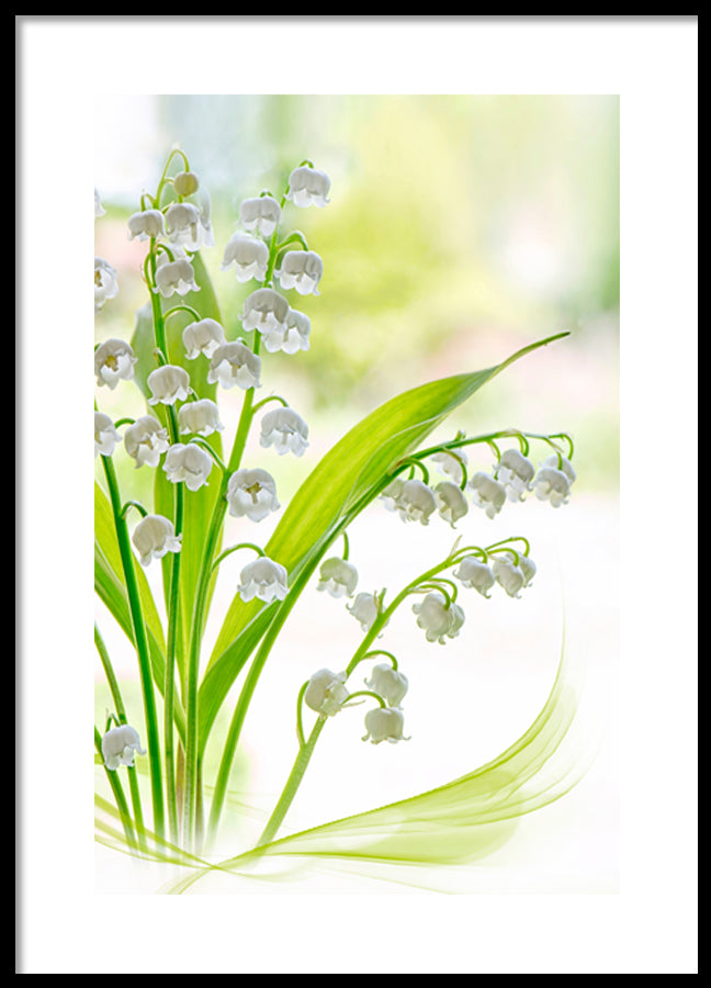 Poster - Lily of the valley