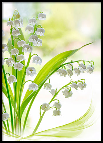 Poster - Lily of the valley