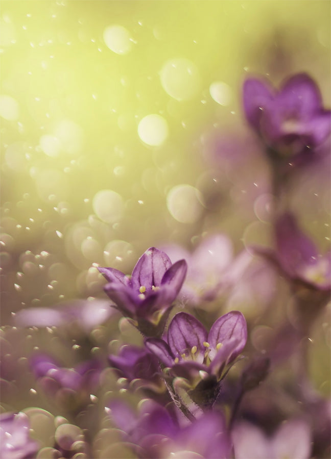 Poster - Lovelly purple