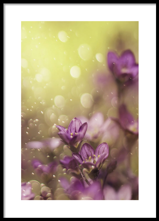Poster - Lovelly purple
