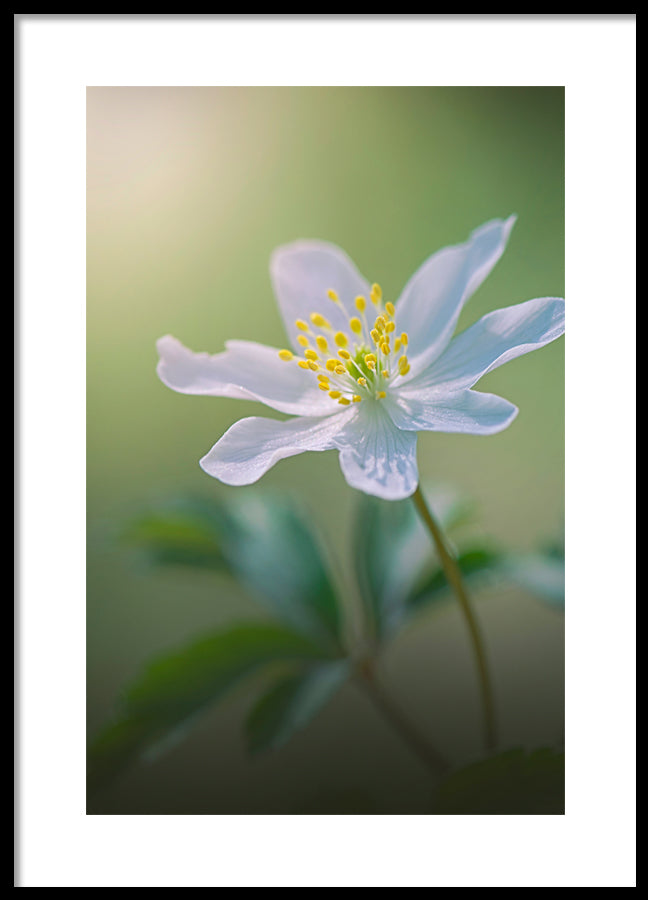 Poster - Softly