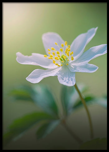 Poster - Softly