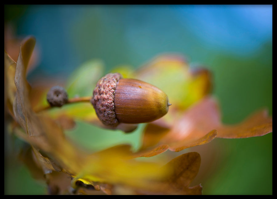 Poster - Hazelnut