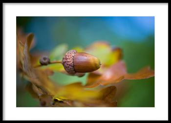 Poster - Hazelnut
