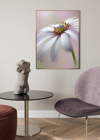 Poster - Michaelmas daisy