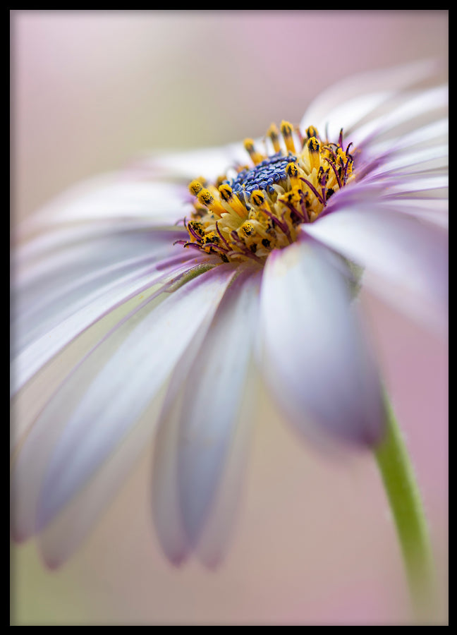Poster - Michaelmas daisy