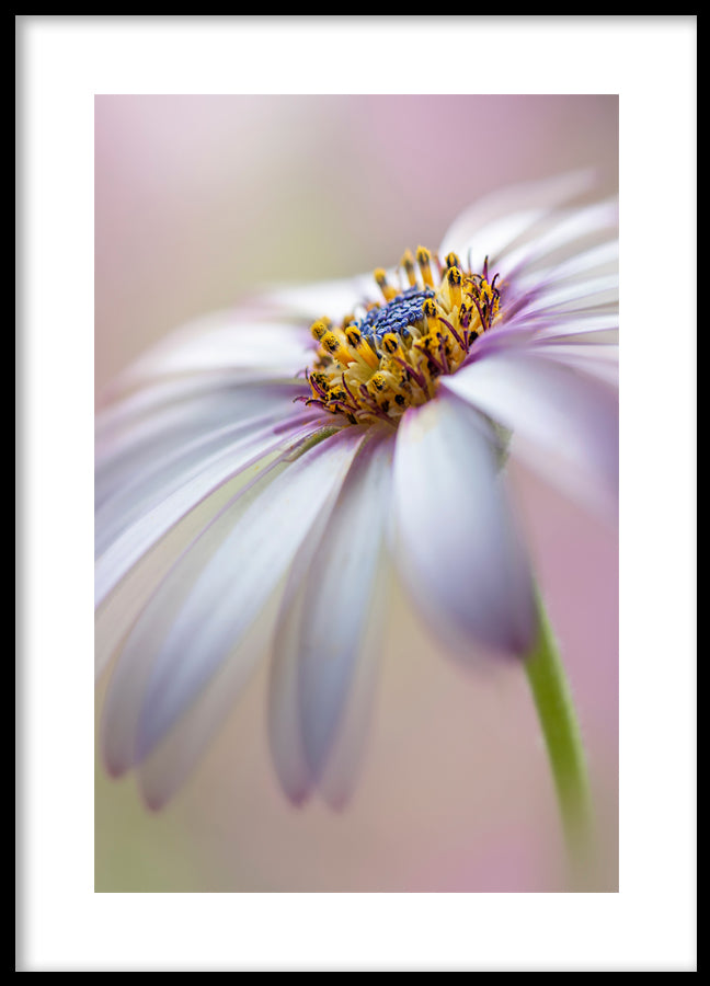 Poster - Michaelmas daisy