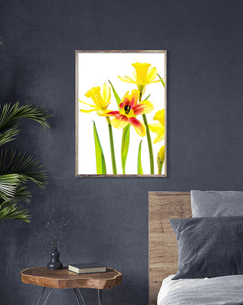 Poster - Serallow