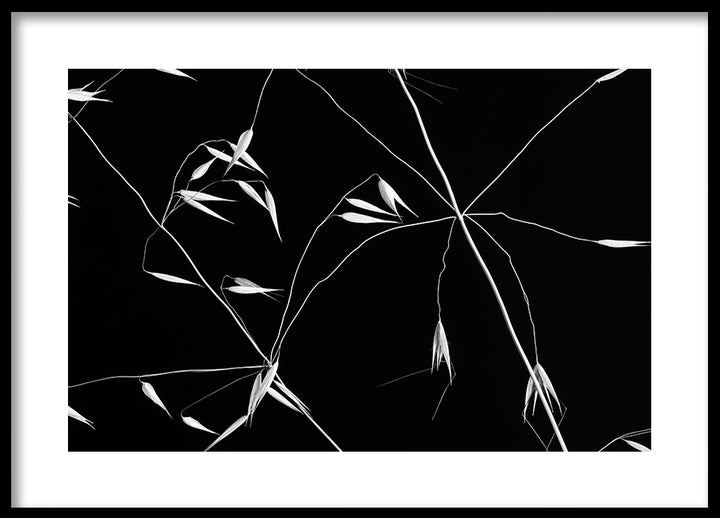 Poster - Grass