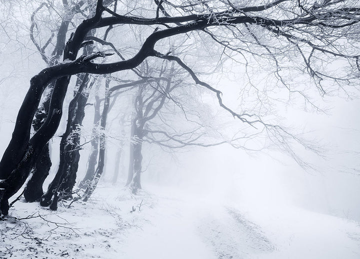 Poster - In The Winter Forest