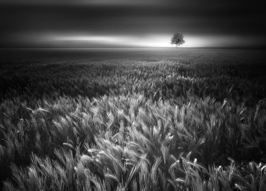 Poster - Bucolic Sunrises