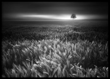 Poster - Bucolic Sunrises