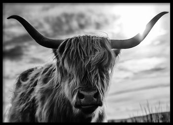 Poster - Scottish Long