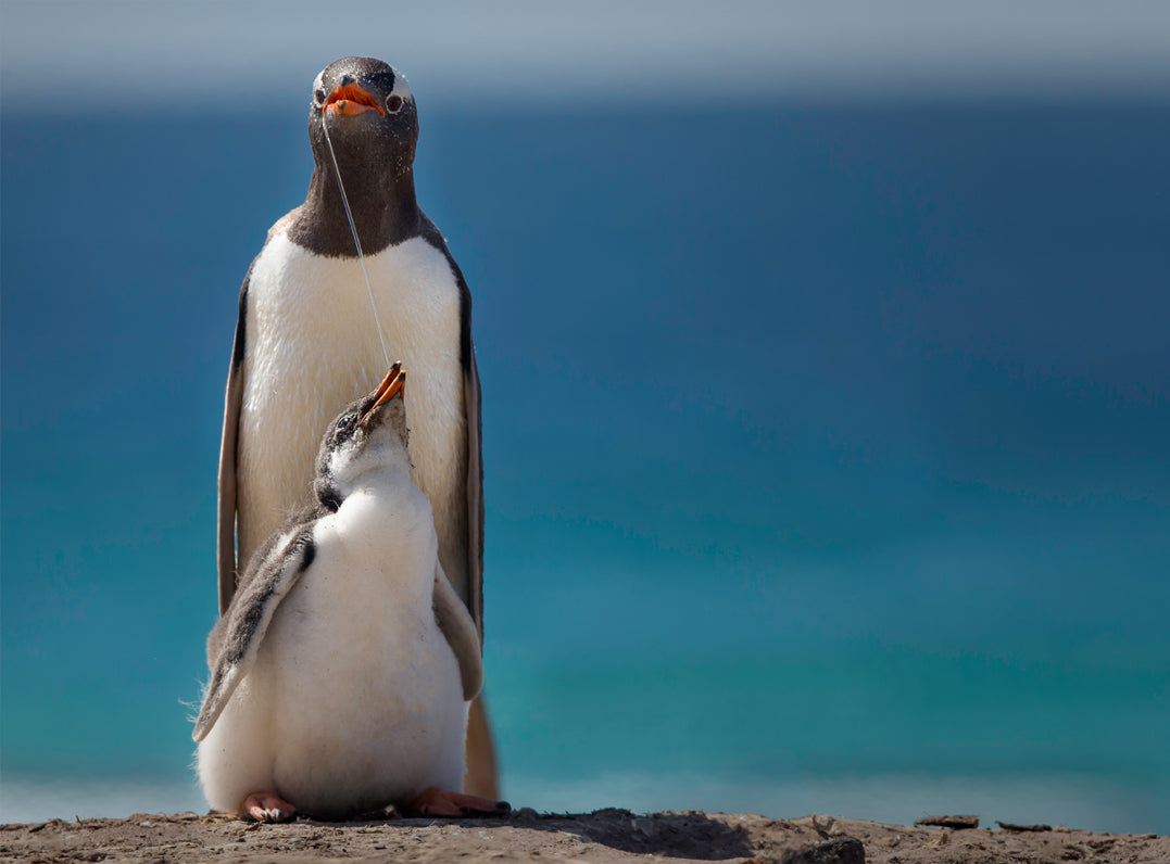 Canvastavla - Penguin