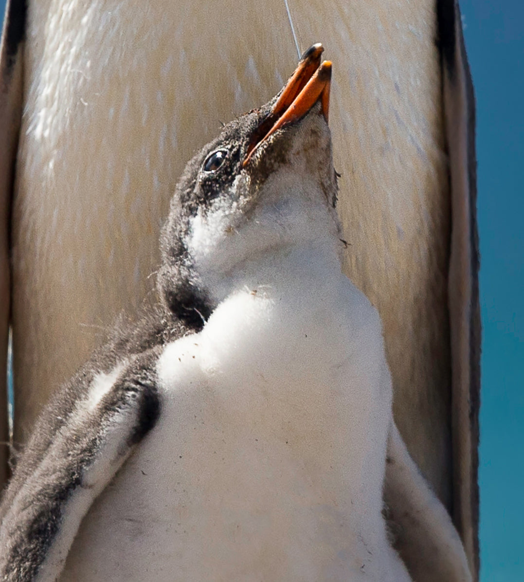 Canvastavla - Penguin