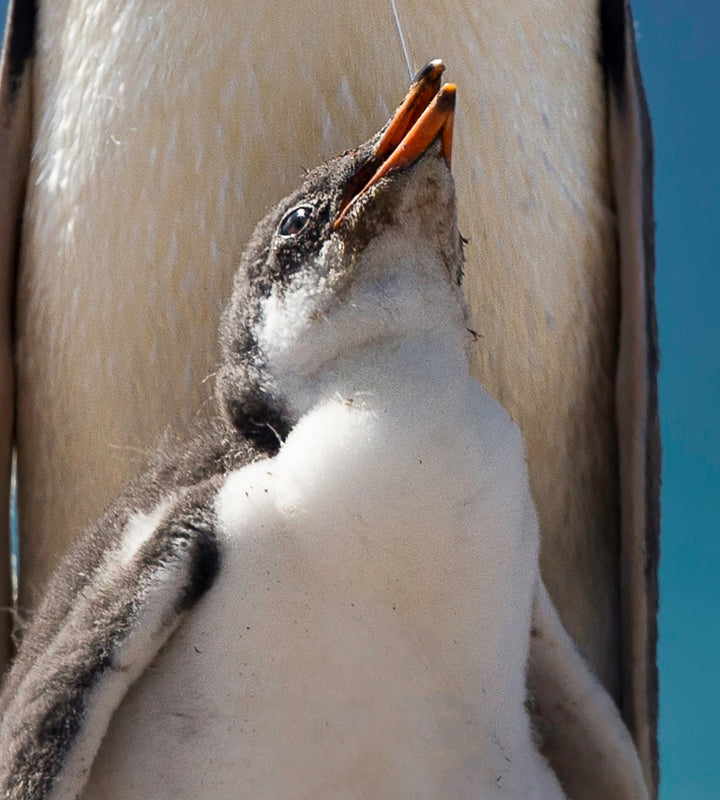 Canvastavla - Penguin