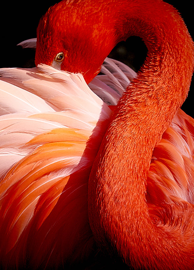 Poster - Red Swan