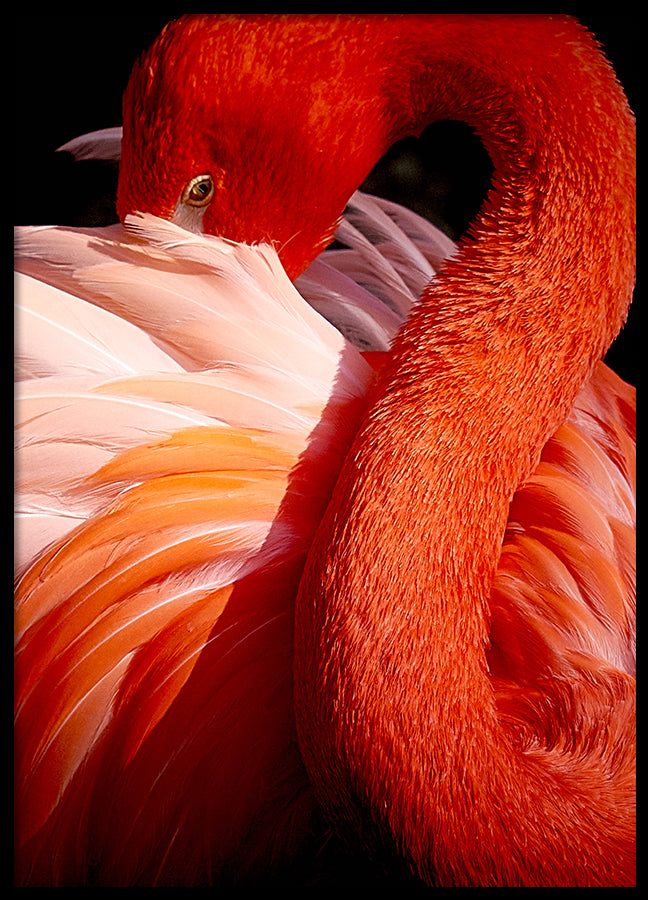 Poster - Red Swan