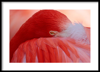 Poster - Feathers