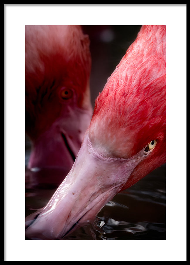 Poster - Thirst