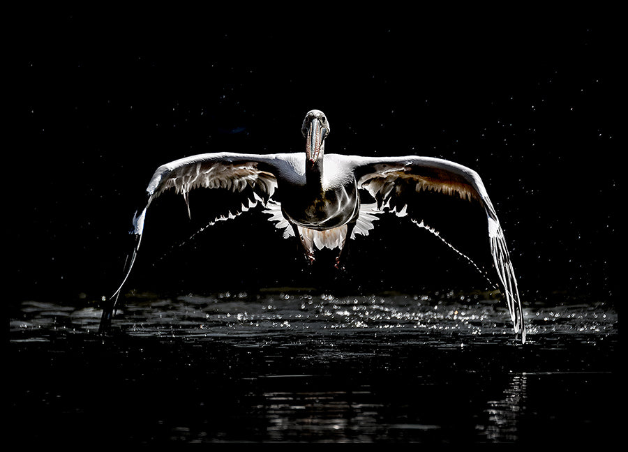 Poster - Flight